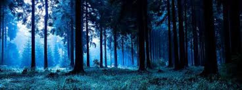 Why the Black Forest in Germany is Worth Visiting