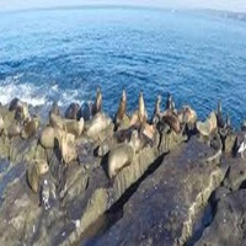 Best Places to See Seals in the Wild
