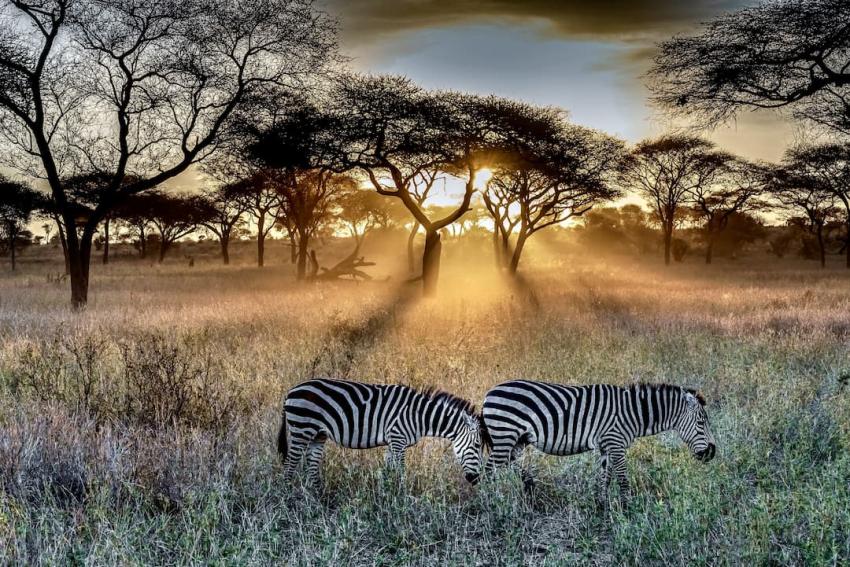 Luxury vs. Raw Wilderness: What Kind of Namibia Safari Package Should You Choose?