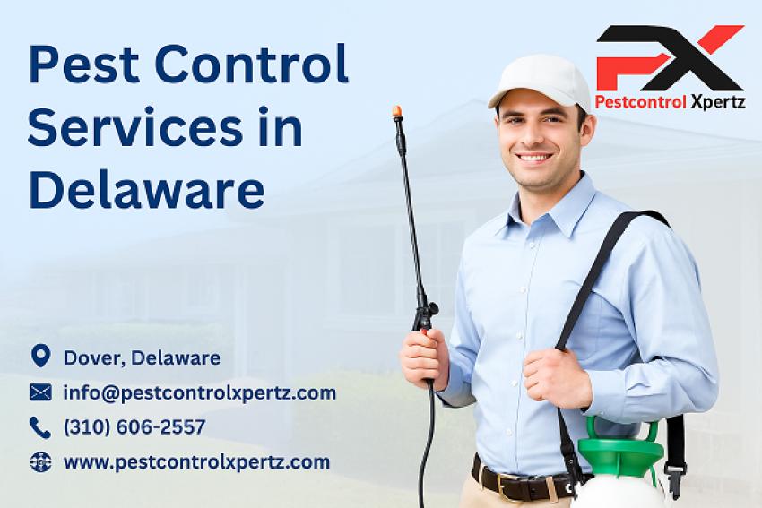 Spider Pest Control in Dover: What Every Homeowner Should Know