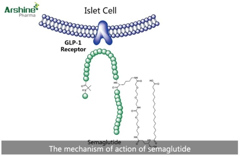 The mechanism of action of semaglutide