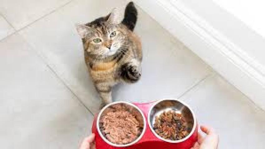 Is Dry Food Good for Cats? A Complete Guide for Pet Owners