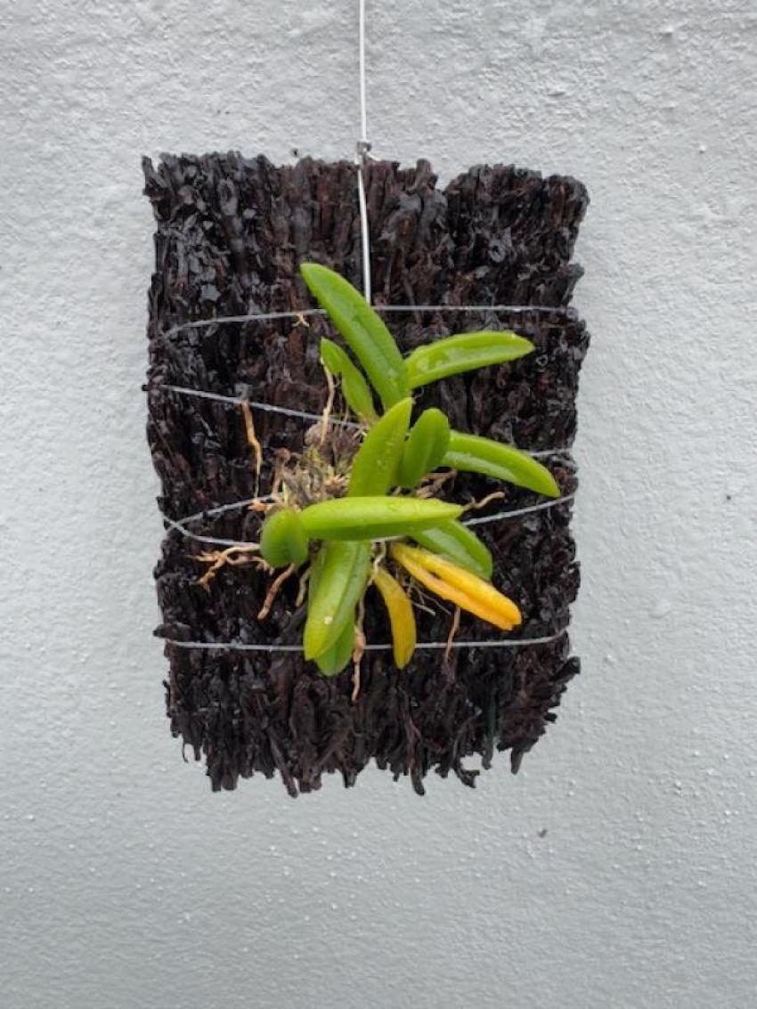 Mounted Bulbophyllum Shepherdi: A Unique Gem for Orchid Lovers