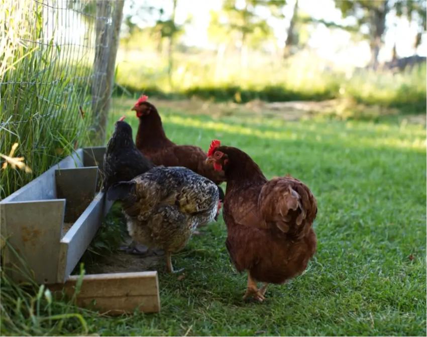 Keeping Chickens Safe: Choosing a Coop When Other Pets Are Around