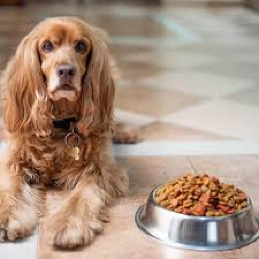 Tips for First-Time Shoppers to Buy Dog Food in Singapore