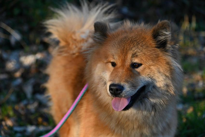 Raw Food Diet Calculator for Dogs