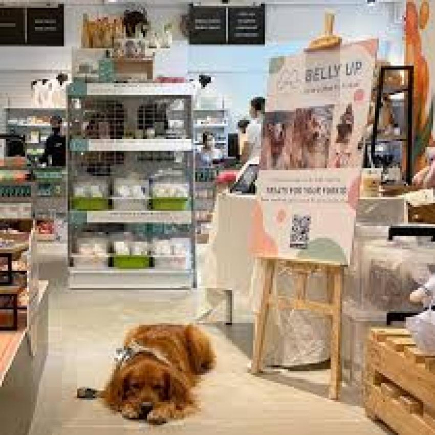 Top Reasons to Choose an Online Pet Shop in Singapore