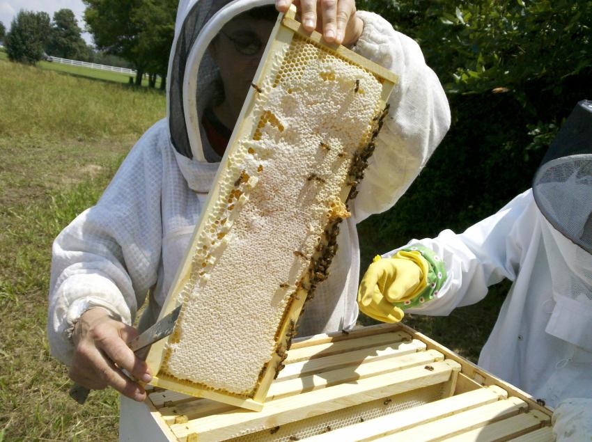 Best Outdoor Fabrics That Naturally Repel Bees