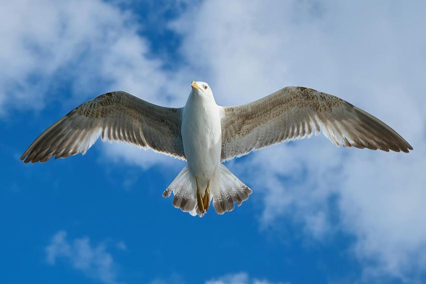 Best Time & Places to See Migratory Birds in Kerala