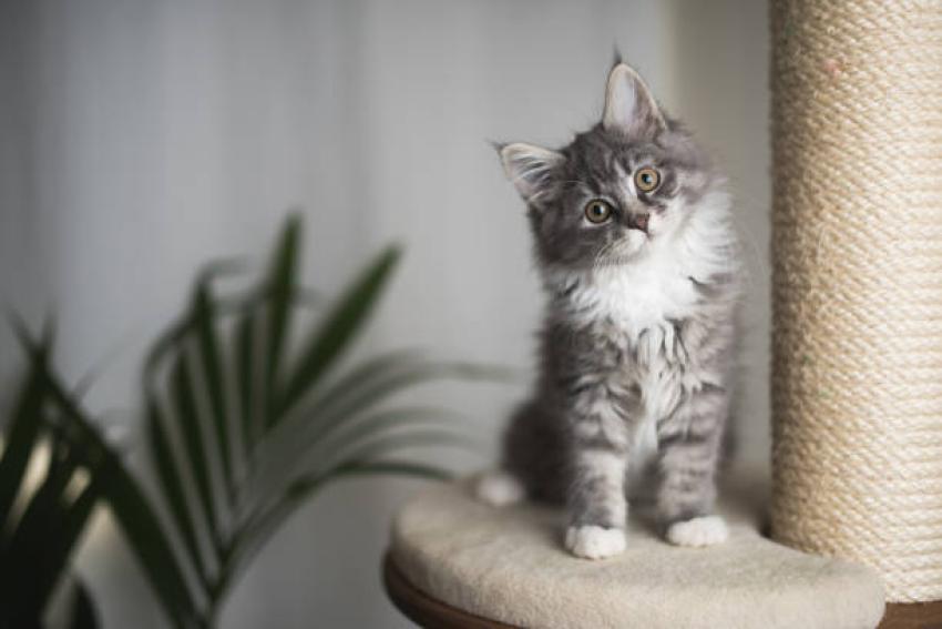 How Do You Prepare Your Home For A Maine Coon Kitten?