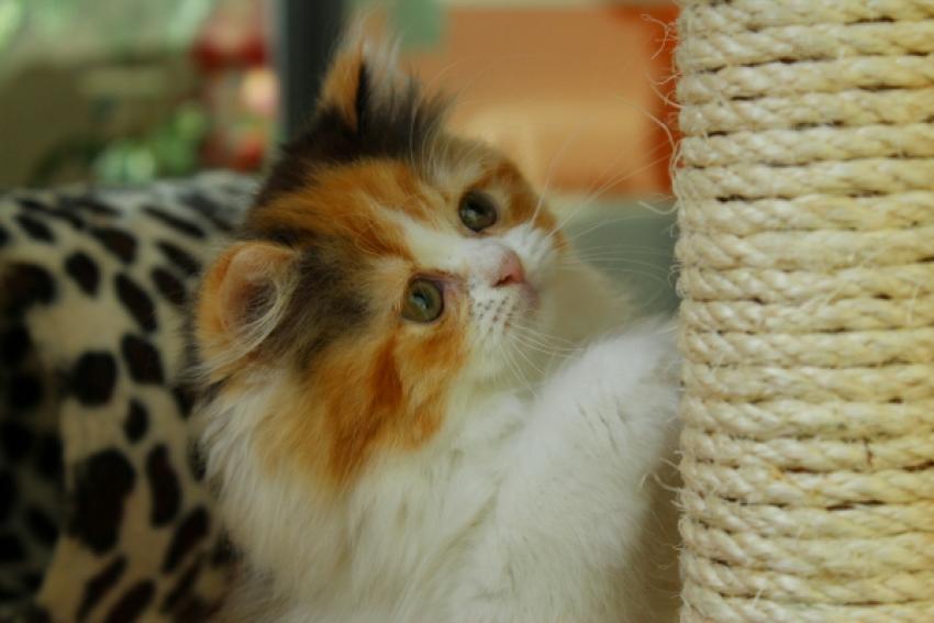 Which Is the Right Spot to Place a Cat Scratching Post?