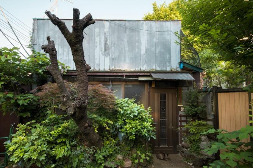 Why Homes in Norwalk Are Prone to Wildlife Damage and What You Can Do About It