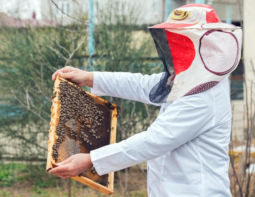 Why Are Bee Prevention Services in Katy Essential for Homeowners?