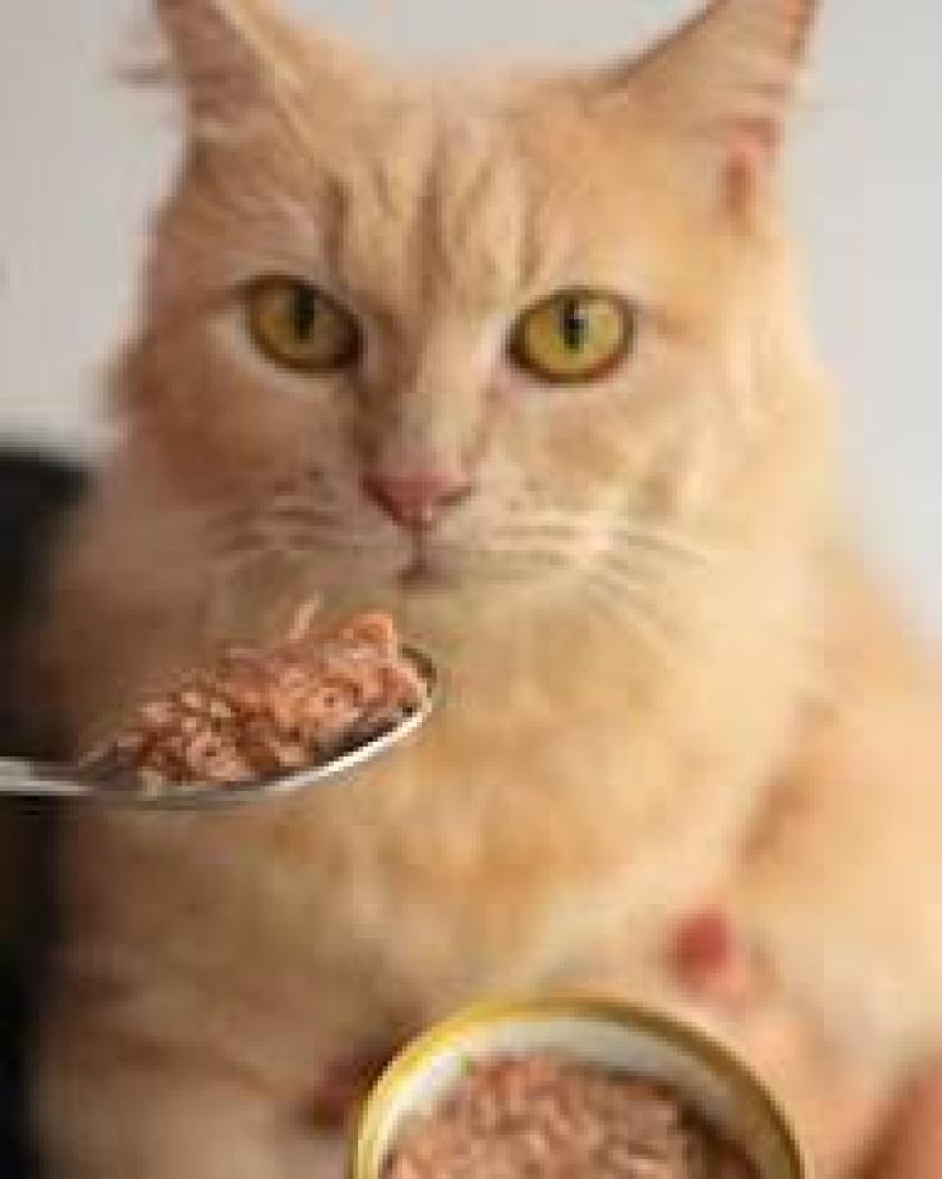 Best Cat Food in Singapore (2026 Guide for Healthy & Happy Cats)