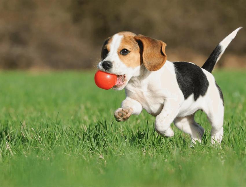 How to Choose the Best Dog Grooming Service in North York