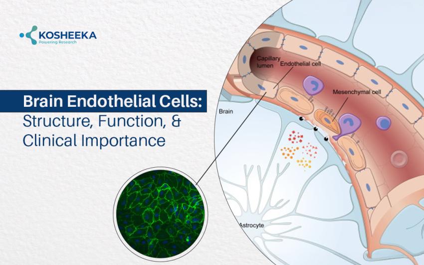 Brain Endothelial Cells: Structure, Function, and Clinical Importance