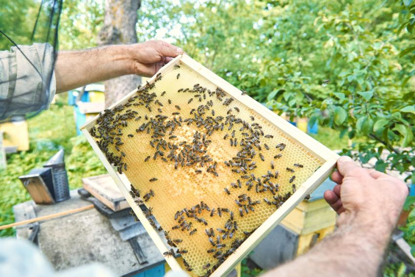 7 Warning Signs You Need Bee Removals in Katy Immediately