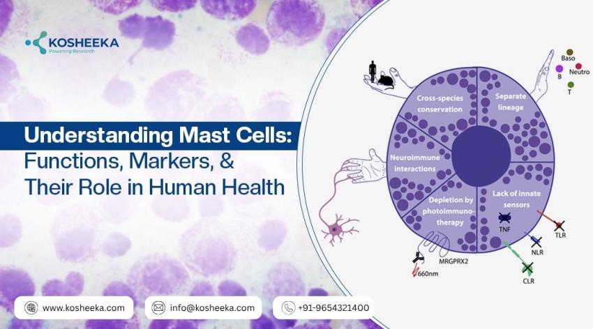 Understanding Mast Cells: Functions, Markers, and Their Role in Human Health