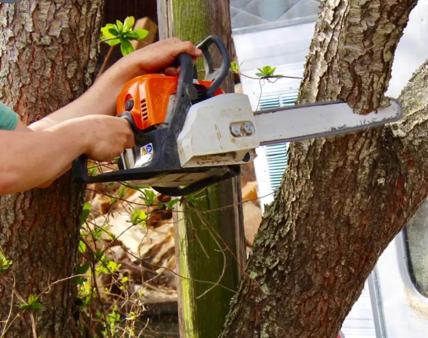 Tree Removal: When and Why Homeowners Should Consider It