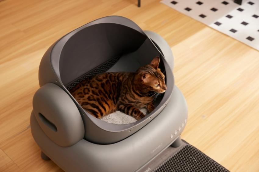 Why Does a Crystal Cat Litter Have so Much Positive Feedback?