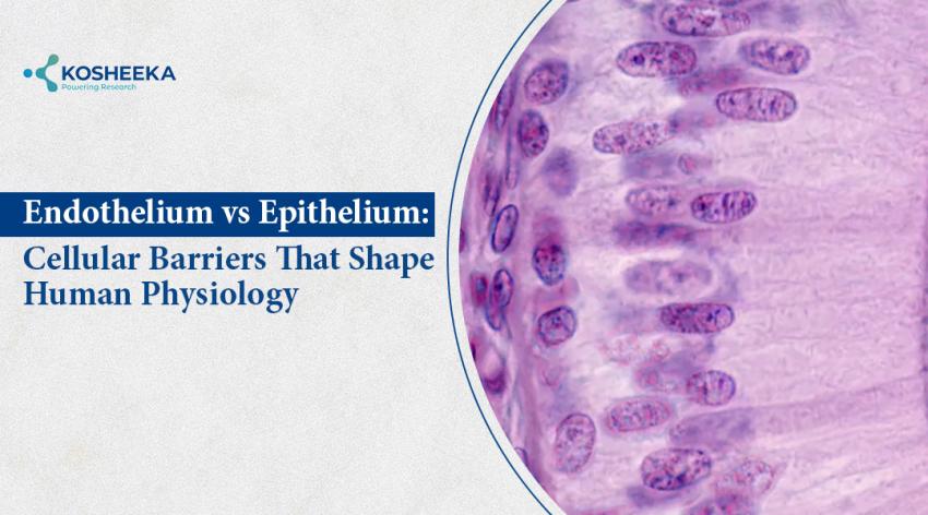 Endothelium vs Epithelium: Cellular Barriers That Shape Human Physiology