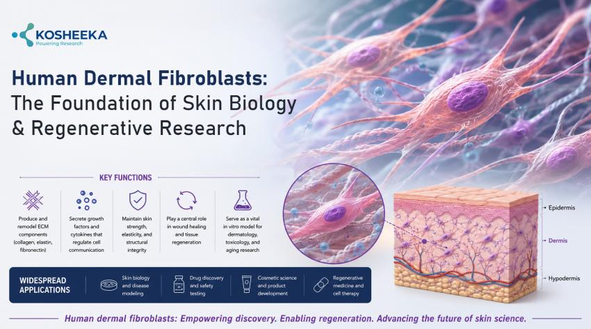 Human Dermal Fibroblasts: The Foundation of Skin Biology and Regenerative Research