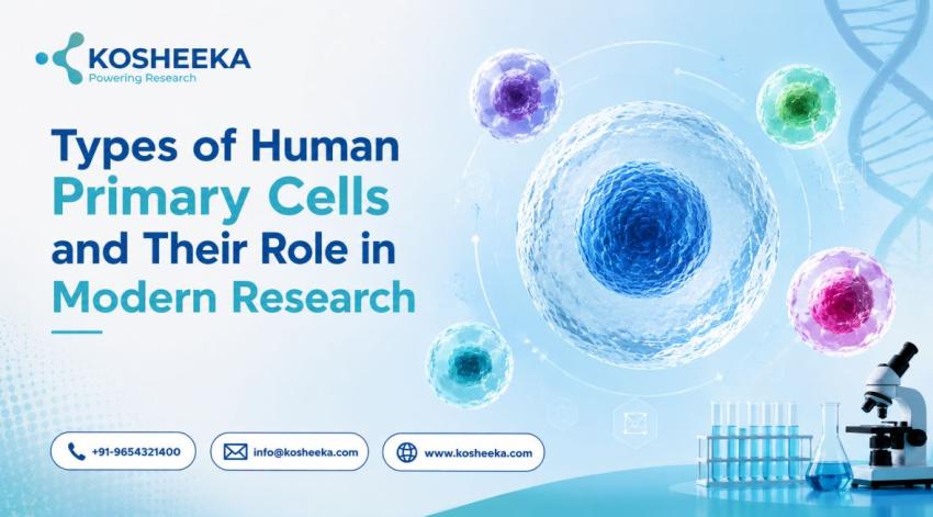 Types of Human Primary Cells and Their Role in Modern Research