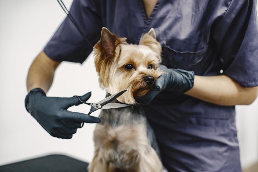 Why Consistent Grooming Prevents Common Dog Health Issues