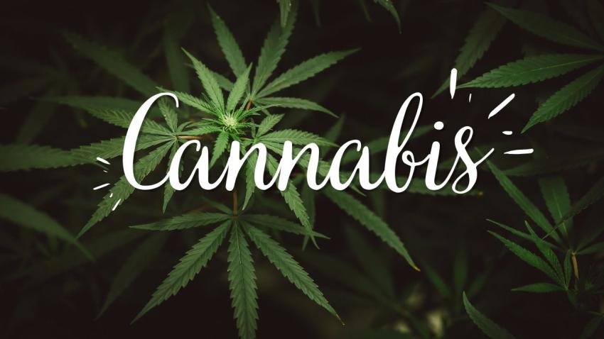 Buy Premium Cannabis Flower Online in Miami – Fast & Reliable Weed Delivery