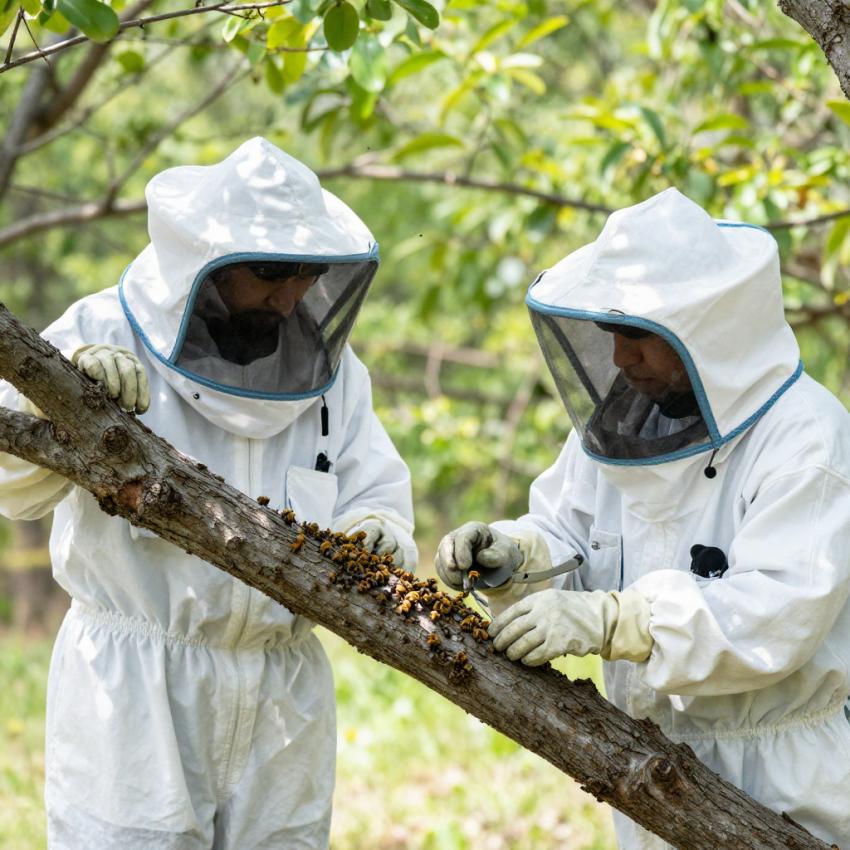 How Bee Removal Experts in Katy TX Handle Large Bee Colonies?
