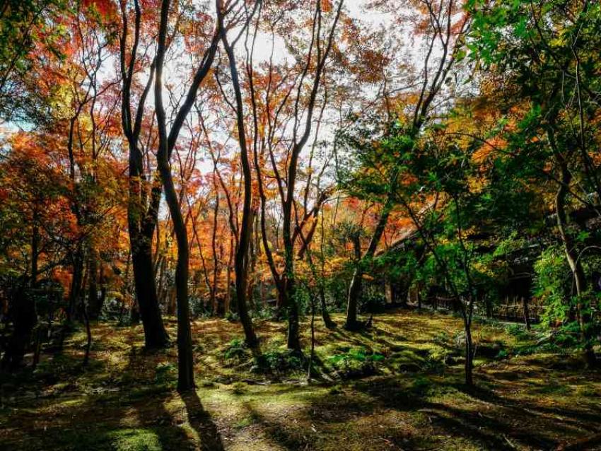 Japan Tour Packages: Find Your Ideal Travel Route
