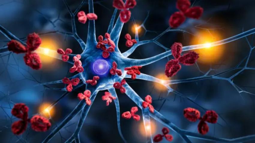 Cell Cytotoxicity Assays Solutions for Drug Safety Evaluation