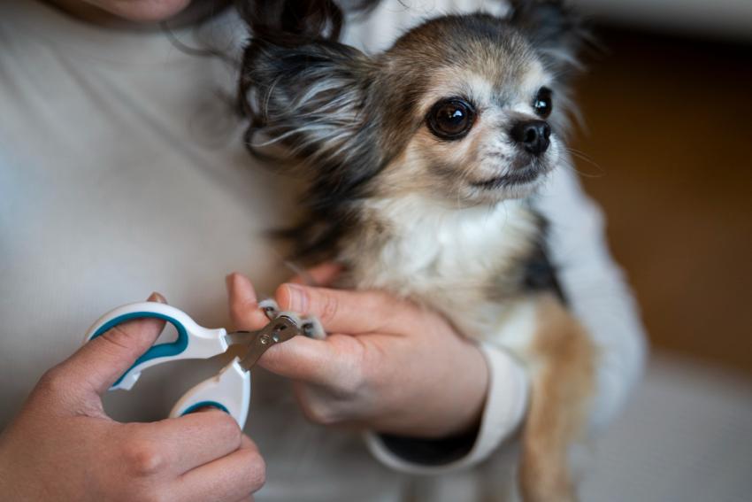 How to Groom a Dog at Home Without Stress (Fort Worth Pet Owner Guide)