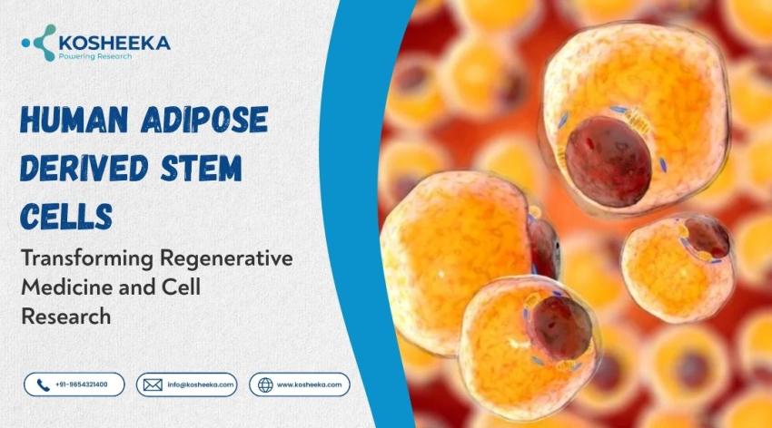 Human Adipose Derived Stem Cells: Transforming Regenerative Medicine and Cell Research