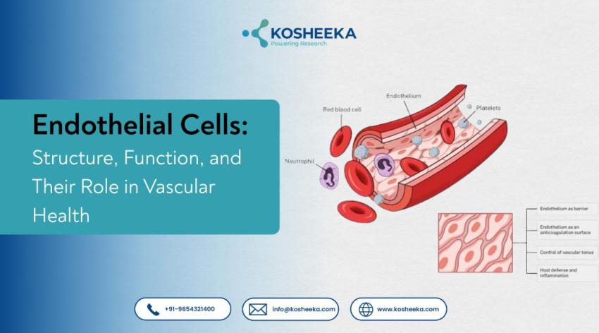 Endothelial Cells: Structure, Function, and Their Role in Vascular Health