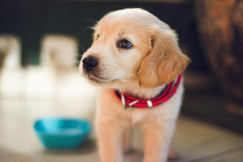 Puppy Training Pads: The Easy Way to Toilet Train