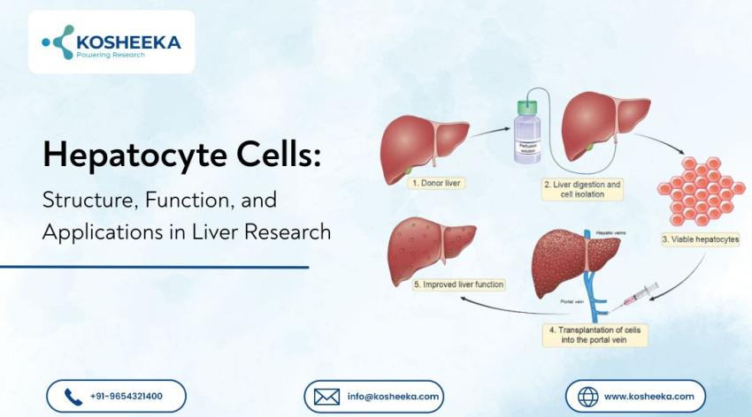 Hepatocyte Cells: Structure, Function, and Applications in Liver Research