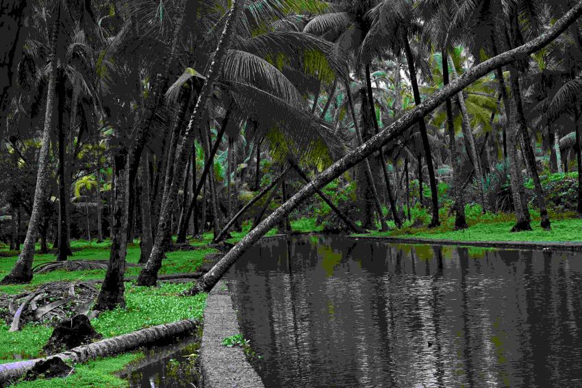 Best Kerala Tea Garden Tour Packages 2026