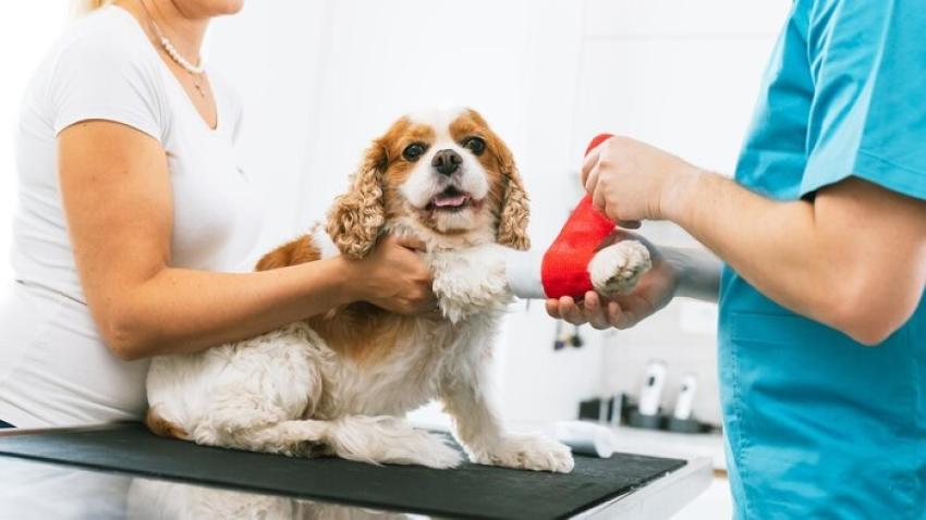 What to Expect During Your First Visit to a Pet Care Vet Clinic
