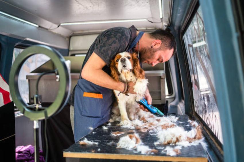 7 Signs Your Dog Needs a Grooming Session