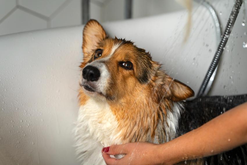 Why Busy Fort Worth Pet Owners Are Choosing Mobile Groomers