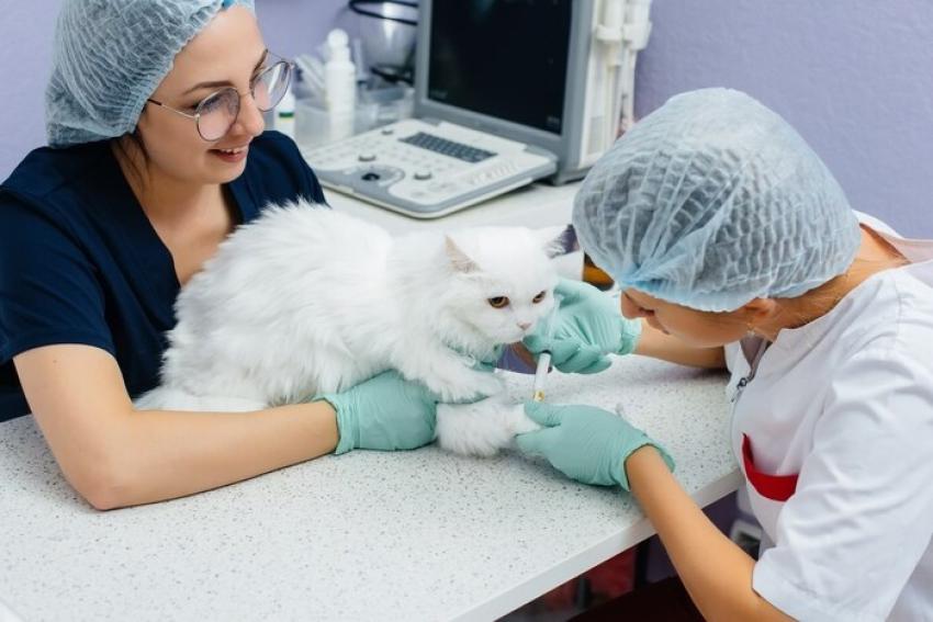 Why Veterinary Lab Testing Is Important for Your Pet’s Health