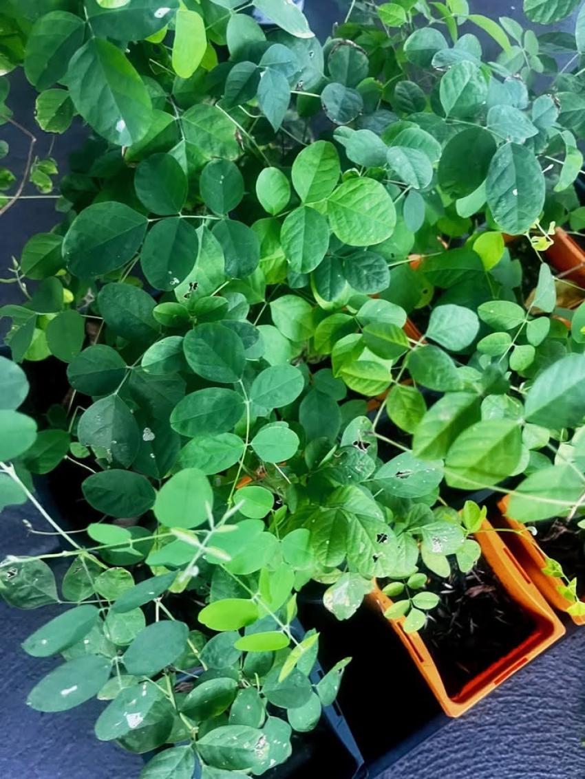 Butterfly Pea Plant in Sydney – Grow Clitoria ternatea at Home