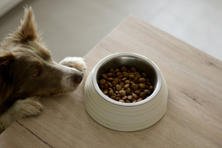 Ziwi PeaZiwi Peak Dog Food: When Is It a Good Buy? k Dog Food: When Is It a Good Buy?