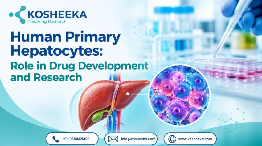 Human Primary Hepatocytes: Role in Drug Development and Research