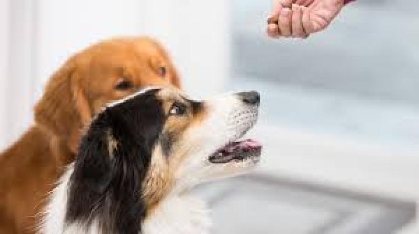 Dog Supplement Labels: Details Worth Checking Before You Place an Order